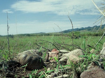 Terrapene ornata