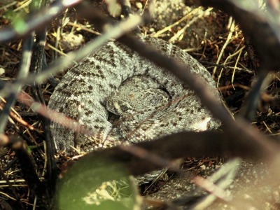 Diamantskallerorm, Crotalus atrox