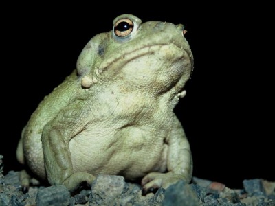 Bufo alvarius