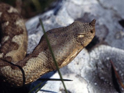 Vipera ammodytes