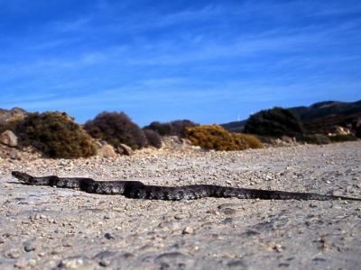 Macrovipera schweizeri