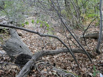 Crotalus cerberus