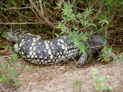 Shingleback, Trachydosaurus rugosus