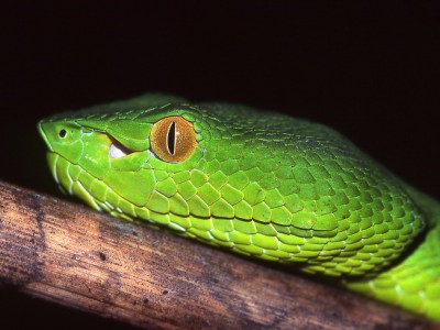 Trimeresurus vogeli