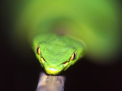 Trimeresurus vogeli