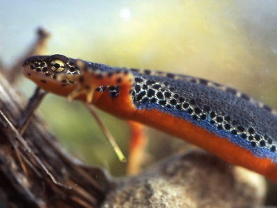 Triturus alpestris