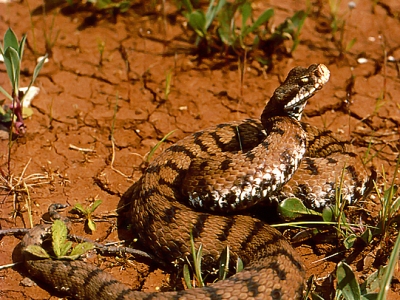 Vipera aspis francisciredi