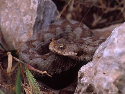 Vipera ammodytes meridionalis