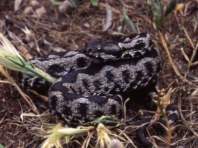 Vipera ammodytes meridionalis