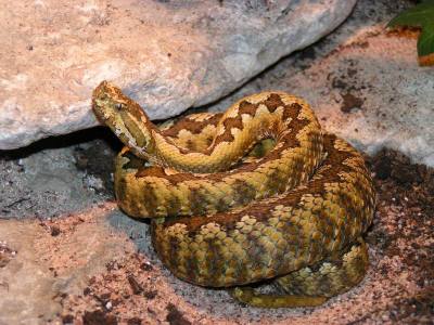 Sandhuggorm, Vipera ammodytes