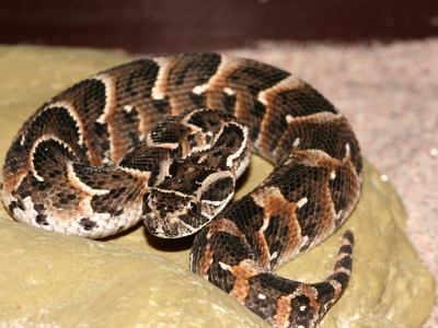 Puffadder, Bitis arietans