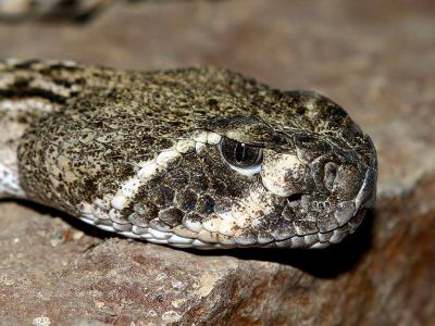 Diamantskallerorm, Crotalus atrox