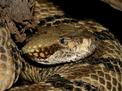 Skogsskallerorm, Crotalus horridus