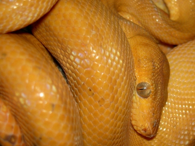 Corallus hortulanus