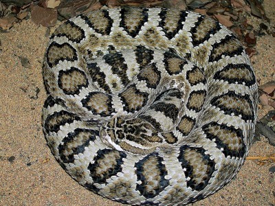 Crotalus lutosus