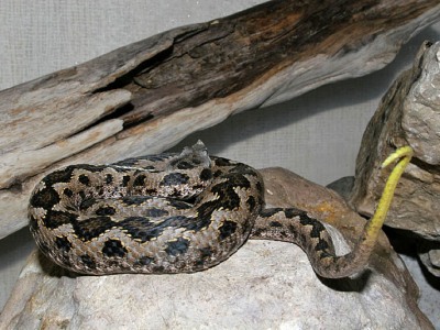 Vipera latastei gaditana