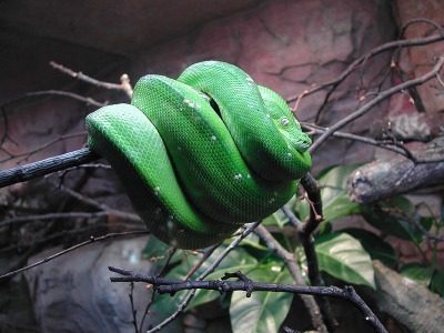 Morelia viridis