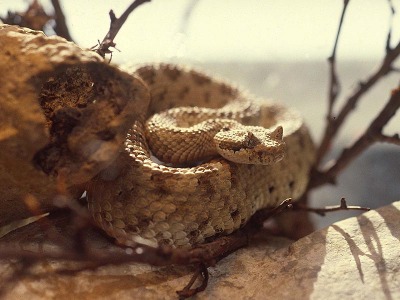 Crotalus cerastes