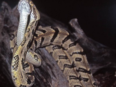 Crotalus horridus