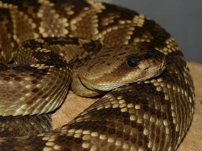 Crotalus molossus