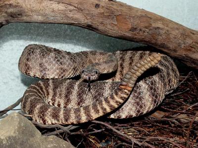 Crotalus tigris