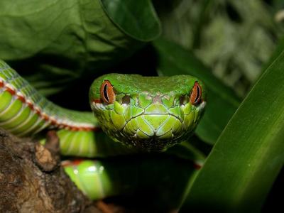 Trimeresurus stejnegeri