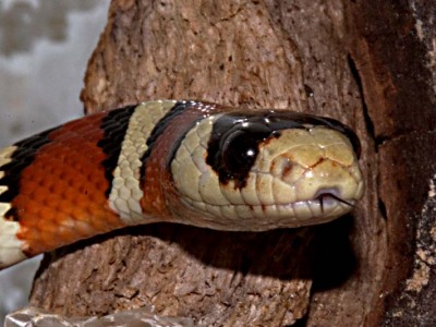 Lampropeltis pyromelana