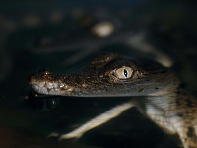 Crocodylus porosus