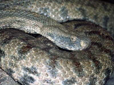 Macrovipera lebetina obtusa