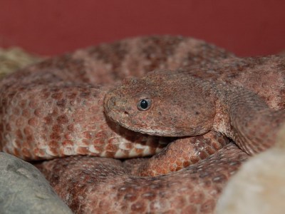 Crotalus mitchelli pyrrhus