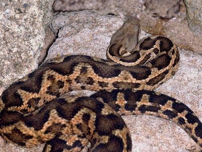 Macrovipera mauritanica