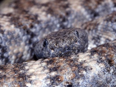 Crotalus mitchelli pyrrhus