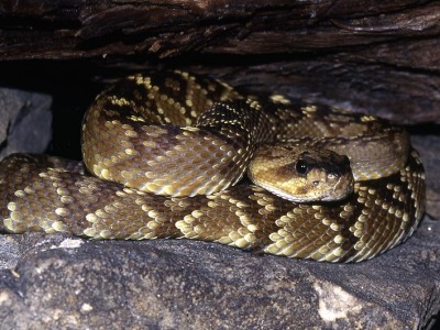 Crotalus molossus