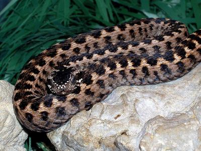 Vipera orlovi