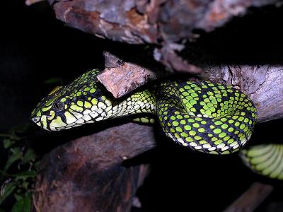 Trimeresurus sumatranus