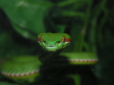 Trimeresurus gumprechti