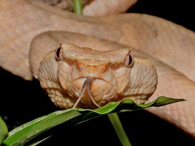 Trimeresurus puniceus