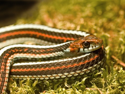 Thamnophis sirtalis infernalis