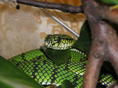 Trimeresurus sumatranus