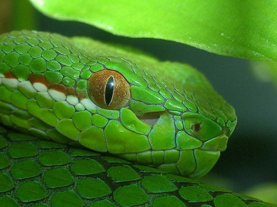 Trimeresurus stejnegeri