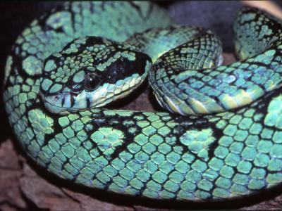 Trimeresurus trigonocephalus