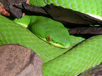 Trimeresurus albolabris