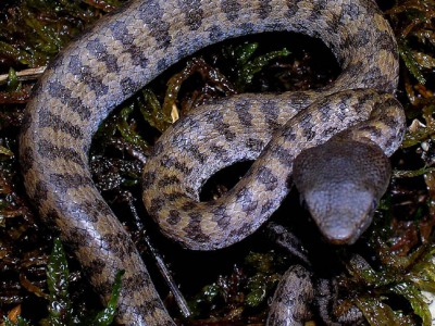 Trimeresurus fasciatus