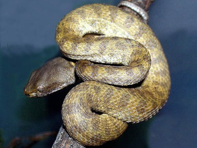 Trimeresurus fasciatus