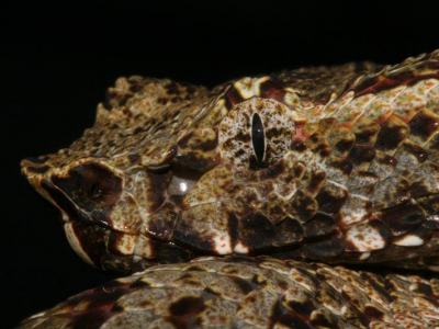 Trimeresurus puniceus