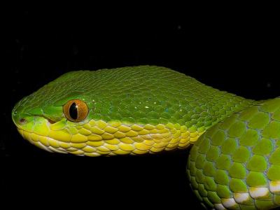 Trimeresurus albolabris