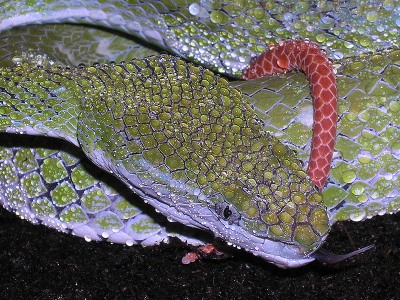 Trimeresurus hageni