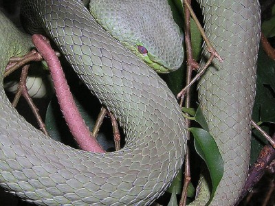 Trimeresurus hageni