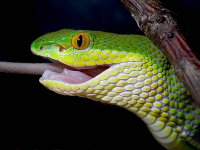 Trimeresurus albolabris