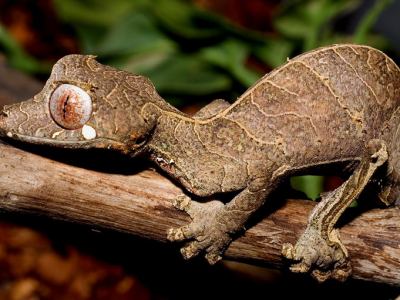 Uroplatus phantasticus